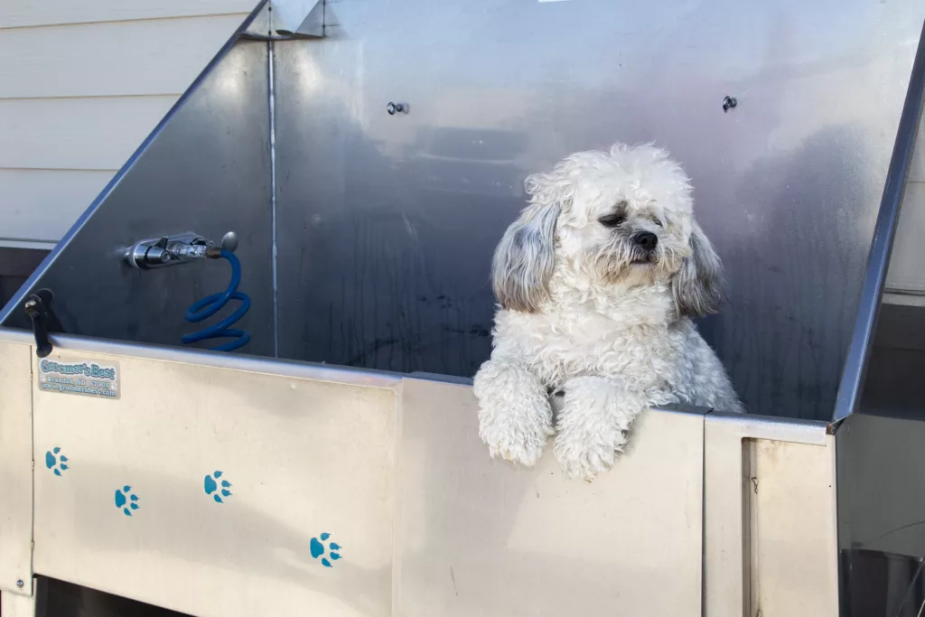 A fluffy white dog with gray ears is standing in a metal pet wash tub, looking to the side.