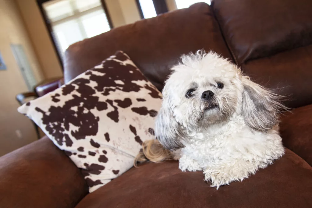 A small, fluffy dog with gray and white fur sits on a brown couch beside a cow-print pillow.